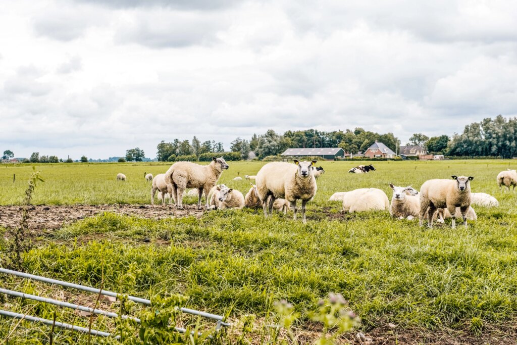 Sheep grazing in the Dutch countryside
